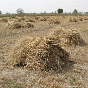 hay bales